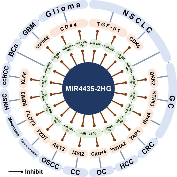 https://cdn.ncbi.nlm.nih.gov/pmc/blobs/8f86/9240468/ce7d598739e6/fimmu-13-855078-g006.jpg