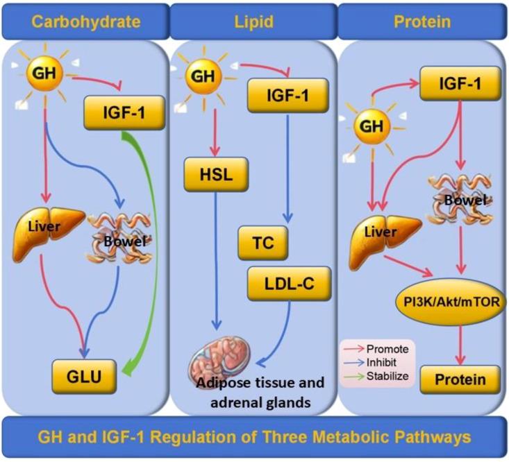 https://cdn.ncbi.nlm.nih.gov/pmc/blobs/8f87/12137107/32ff2bd83c84/fendo-16-1553008-g001.jpg