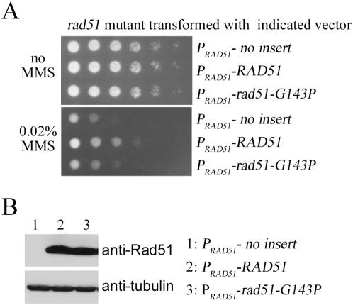 https://cdn.ncbi.nlm.nih.gov/pmc/blobs/8f88/2654063/16bb31327442/pone.0004890.g007.jpg