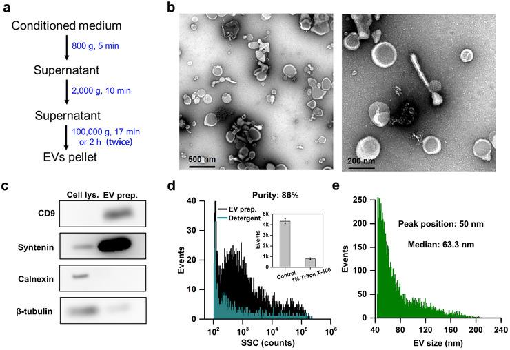 https://cdn.ncbi.nlm.nih.gov/pmc/blobs/8f8b/8977970/b89b7ea82fa0/JEV2-11-e12206-g007.jpg