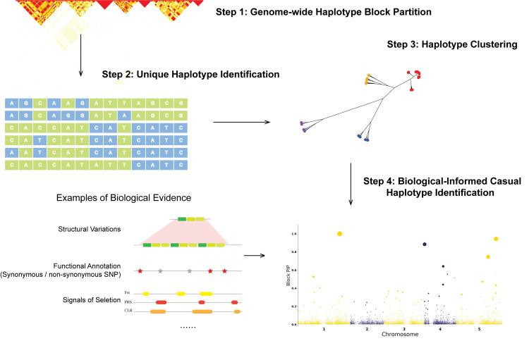 https://cdn.ncbi.nlm.nih.gov/pmc/blobs/8f8d/9612827/ca45c63be5ca/pgen.1010437.g001.jpg