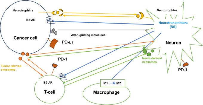 https://cdn.ncbi.nlm.nih.gov/pmc/blobs/8f8f/9399329/214e102709c5/12672_2022_547_Fig1_HTML.jpg