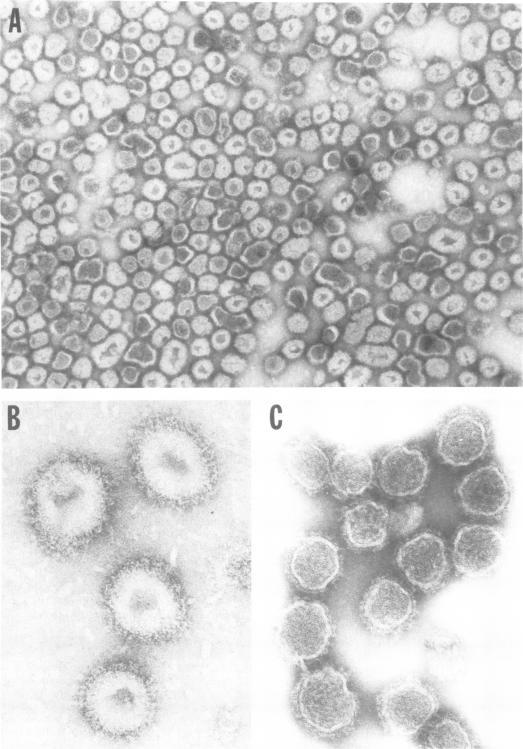 https://cdn.ncbi.nlm.nih.gov/pmc/blobs/8f94/354939/79a92fd840bf/jvirol00225-0236-a.jpg