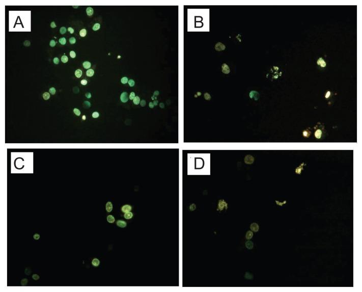 https://cdn.ncbi.nlm.nih.gov/pmc/blobs/8fa1/3864913/9f98ab793b80/sart-3-2009-099f3.jpg