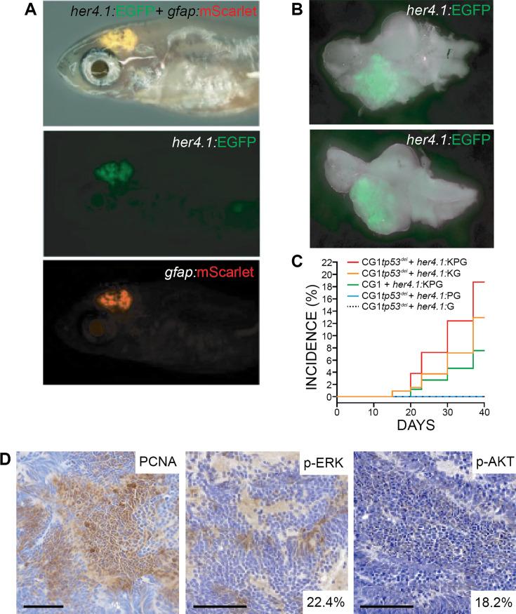 https://cdn.ncbi.nlm.nih.gov/pmc/blobs/8fa3/11272161/7498f39dad99/elife-93077-fig1-figsupp3.jpg