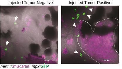 https://cdn.ncbi.nlm.nih.gov/pmc/blobs/8fa3/11272161/99a6d5495ce9/elife-93077-sa3-fig3.jpg