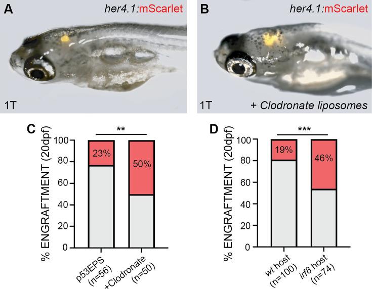 https://cdn.ncbi.nlm.nih.gov/pmc/blobs/8fa3/11272161/c0ffa68fd08a/elife-93077-fig5.jpg
