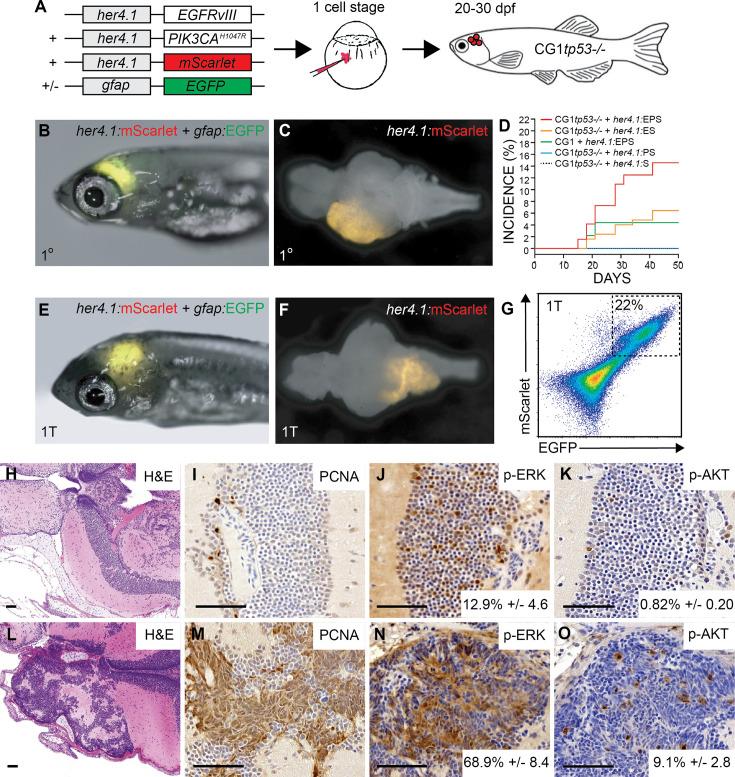 https://cdn.ncbi.nlm.nih.gov/pmc/blobs/8fa3/11272161/c193417a577f/elife-93077-fig1.jpg