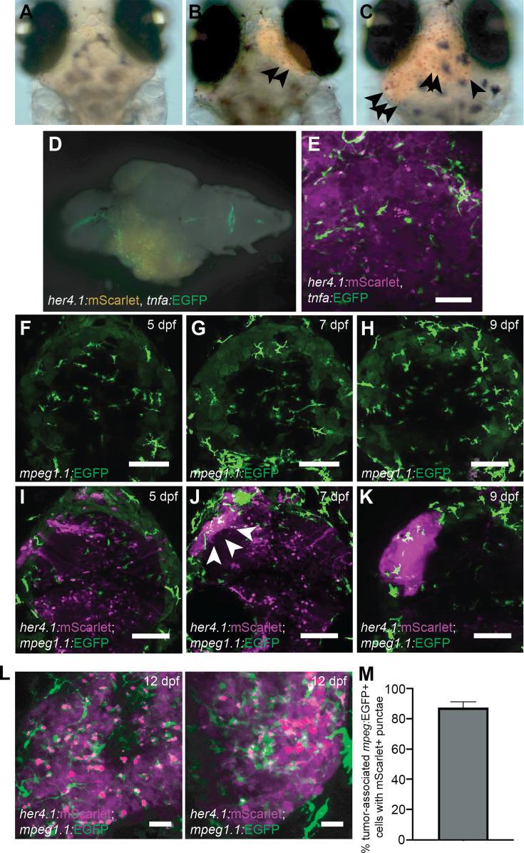https://cdn.ncbi.nlm.nih.gov/pmc/blobs/8fa3/11272161/fa6fe7ed2032/elife-93077-fig3.jpg