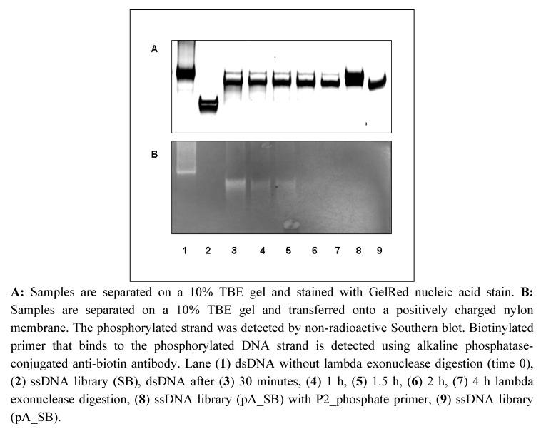 https://cdn.ncbi.nlm.nih.gov/pmc/blobs/8fa6/6256929/6e568ff8f293/molecules-15-00001-g002.jpg