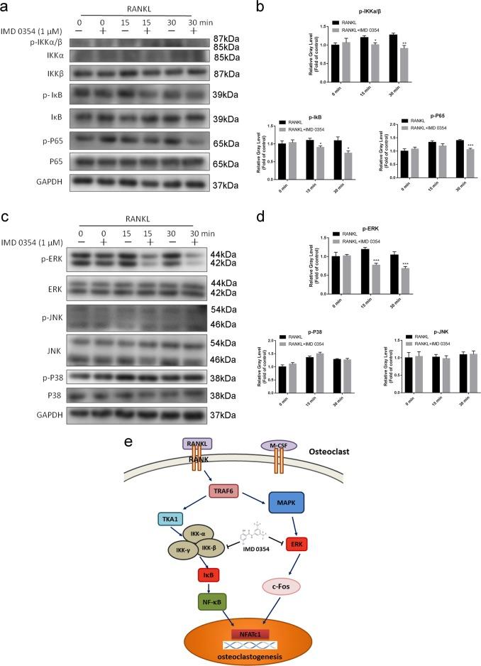https://cdn.ncbi.nlm.nih.gov/pmc/blobs/8fa6/6737093/f77588272438/41419_2019_1914_Fig6_HTML.jpg