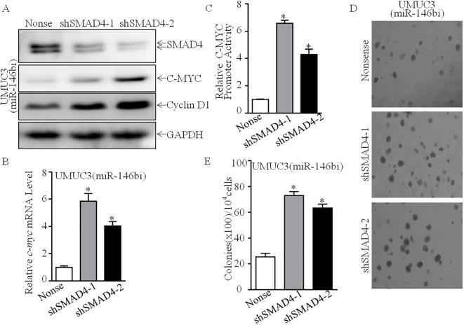 https://cdn.ncbi.nlm.nih.gov/pmc/blobs/8fa9/11985428/5485e7b4d22f/fonc-15-1565638-g006.jpg