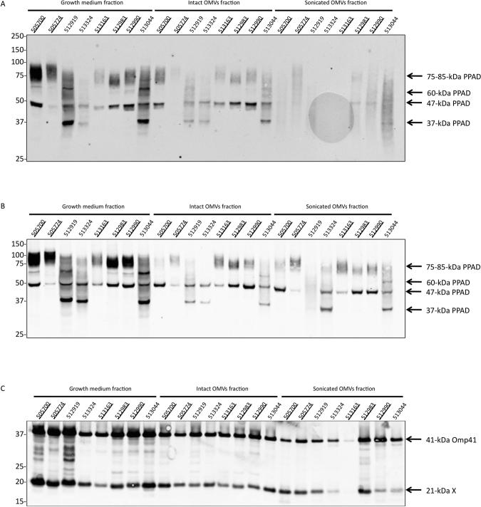 https://cdn.ncbi.nlm.nih.gov/pmc/blobs/8fad/5997701/b48237c61e5b/41598_2018_27223_Fig6_HTML.jpg