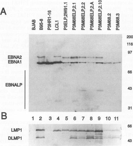 https://cdn.ncbi.nlm.nih.gov/pmc/blobs/8fb0/237404/b1045e117408/jvirol00022-0632-b.jpg