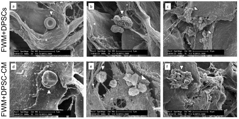 https://cdn.ncbi.nlm.nih.gov/pmc/blobs/8fb2/10489993/1b880d6bcb7c/nanomaterials-13-02479-g003.jpg