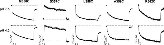 https://cdn.ncbi.nlm.nih.gov/pmc/blobs/8fb3/2154379/47369499fa6a/jgp1290437f04.jpg