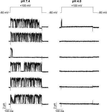 https://cdn.ncbi.nlm.nih.gov/pmc/blobs/8fb3/2154379/6fe592c4c0b9/jgp1290437f06.jpg