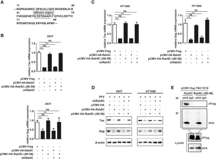 https://cdn.ncbi.nlm.nih.gov/pmc/blobs/8fb4/8339588/187212a74300/fimmu-12-658660-g007.jpg