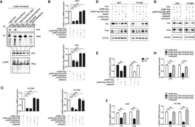https://cdn.ncbi.nlm.nih.gov/pmc/blobs/8fb4/8339588/6c0149001089/fimmu-12-658660-g008.jpg
