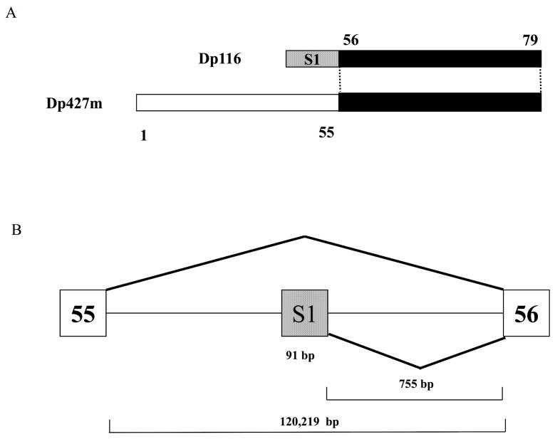 https://cdn.ncbi.nlm.nih.gov/pmc/blobs/8fb6/5664101/1ea423fa4f1f/genes-08-00251-g001.jpg