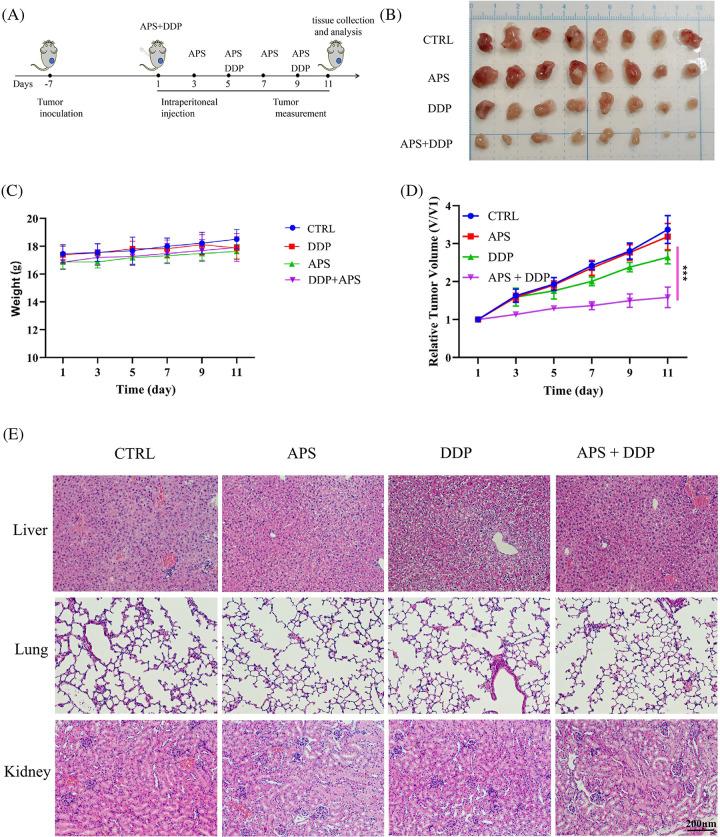 https://cdn.ncbi.nlm.nih.gov/pmc/blobs/8fbb/11915043/f10c5380c726/OncolRes-33-50057-f004.jpg