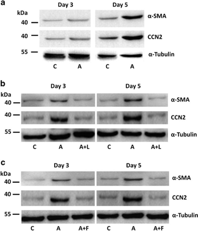 https://cdn.ncbi.nlm.nih.gov/pmc/blobs/8fbc/5379159/4f262b504293/ijos201649f2.jpg