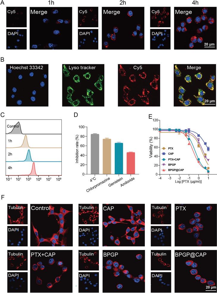 https://cdn.ncbi.nlm.nih.gov/pmc/blobs/8fbd/10787093/95e951018dce/ADVS-11-2306230-g004.jpg