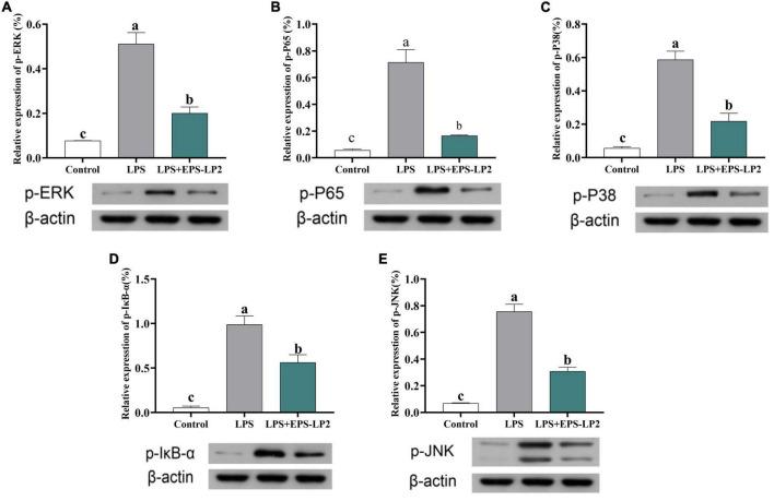 https://cdn.ncbi.nlm.nih.gov/pmc/blobs/8fbf/9779943/e6baec9e3bcf/fnut-09-1073071-g006.jpg