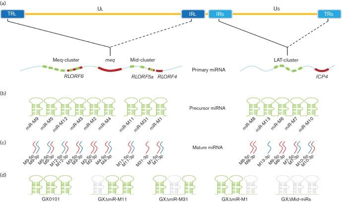 https://cdn.ncbi.nlm.nih.gov/pmc/blobs/8fc1/5656797/2f32a339c418/jgv-98-1097-g001abcd.jpg