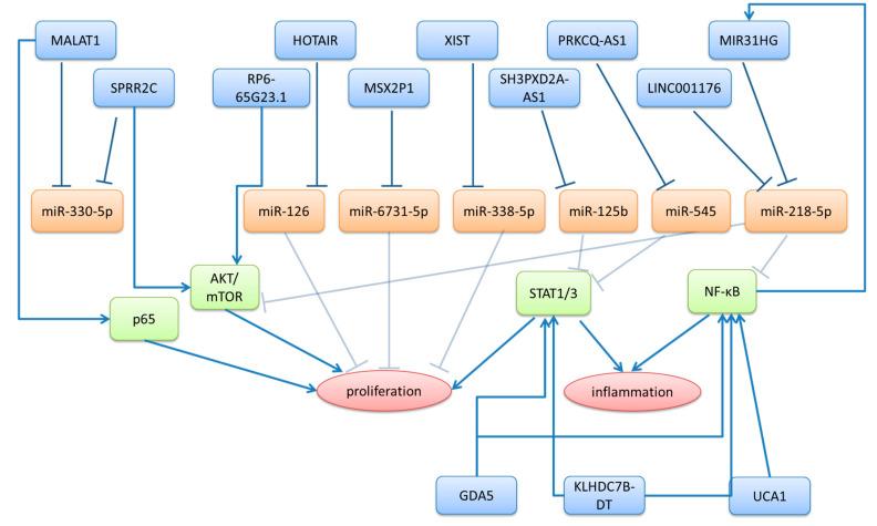 https://cdn.ncbi.nlm.nih.gov/pmc/blobs/8fc4/12452733/c0fdd4a16225/ncrna-11-00069-g001.jpg