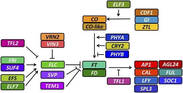 https://cdn.ncbi.nlm.nih.gov/pmc/blobs/8fc4/4142343/0bc15279d26a/fpls-05-00404-g0001.jpg