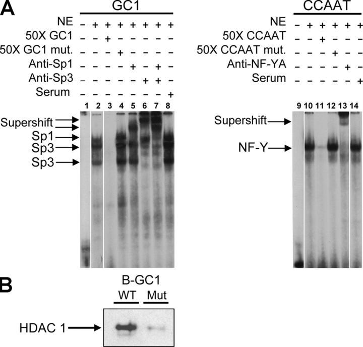 https://cdn.ncbi.nlm.nih.gov/pmc/blobs/8fc5/2171887/5b24de8f9a9c/200501036f9.jpg
