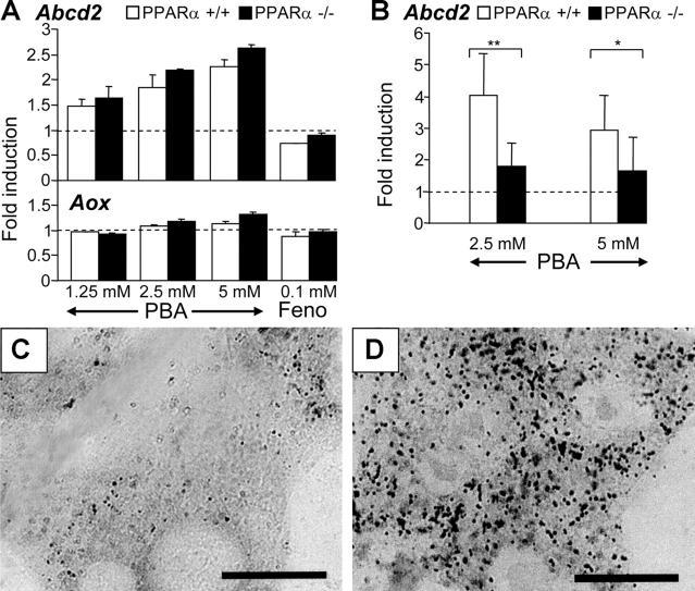 https://cdn.ncbi.nlm.nih.gov/pmc/blobs/8fc5/2171887/fa60835798a2/200501036f6.jpg