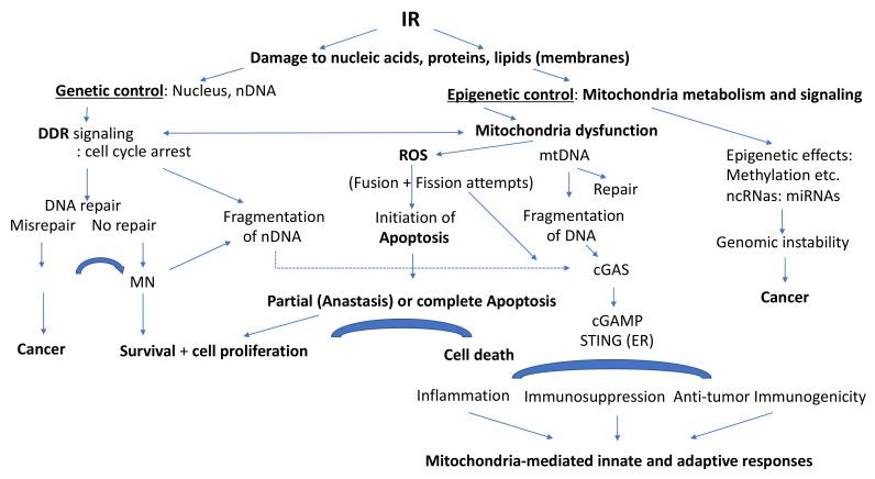https://cdn.ncbi.nlm.nih.gov/pmc/blobs/8fc7/8541263/0b08ccc4b20a/ijms-22-11047-g004.jpg