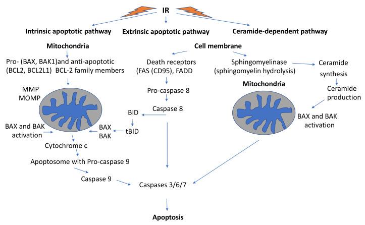 https://cdn.ncbi.nlm.nih.gov/pmc/blobs/8fc7/8541263/87fa48c7ab13/ijms-22-11047-g002.jpg