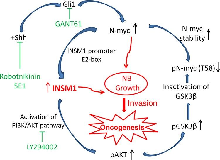 https://cdn.ncbi.nlm.nih.gov/pmc/blobs/8fc8/4742205/38dc1d17dd31/oncotarget-06-36700-g007.jpg