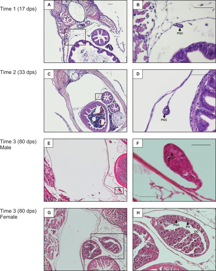 https://cdn.ncbi.nlm.nih.gov/pmc/blobs/8fc8/7537618/293faa5f9c5e/peerj-08-9614-g002.jpg