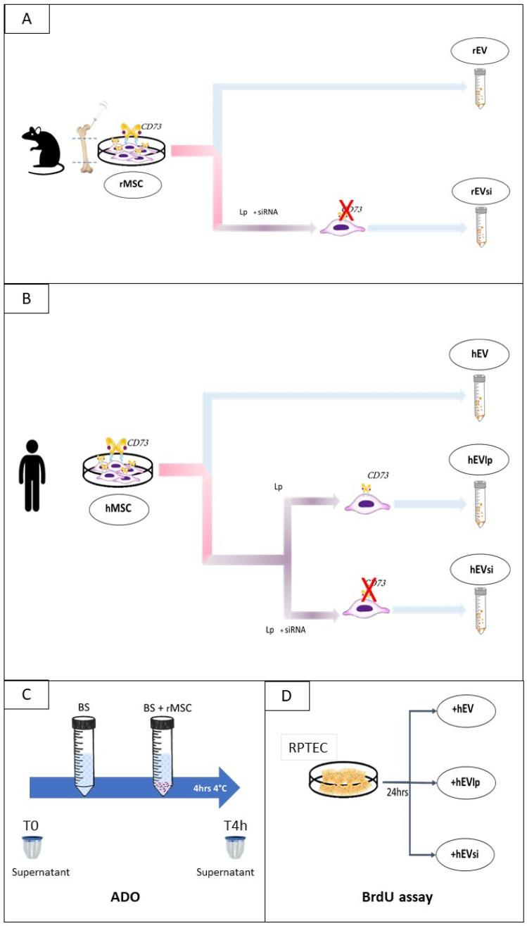 https://cdn.ncbi.nlm.nih.gov/pmc/blobs/8fc9/9501320/39987c0cac36/ijms-23-10681-g009.jpg