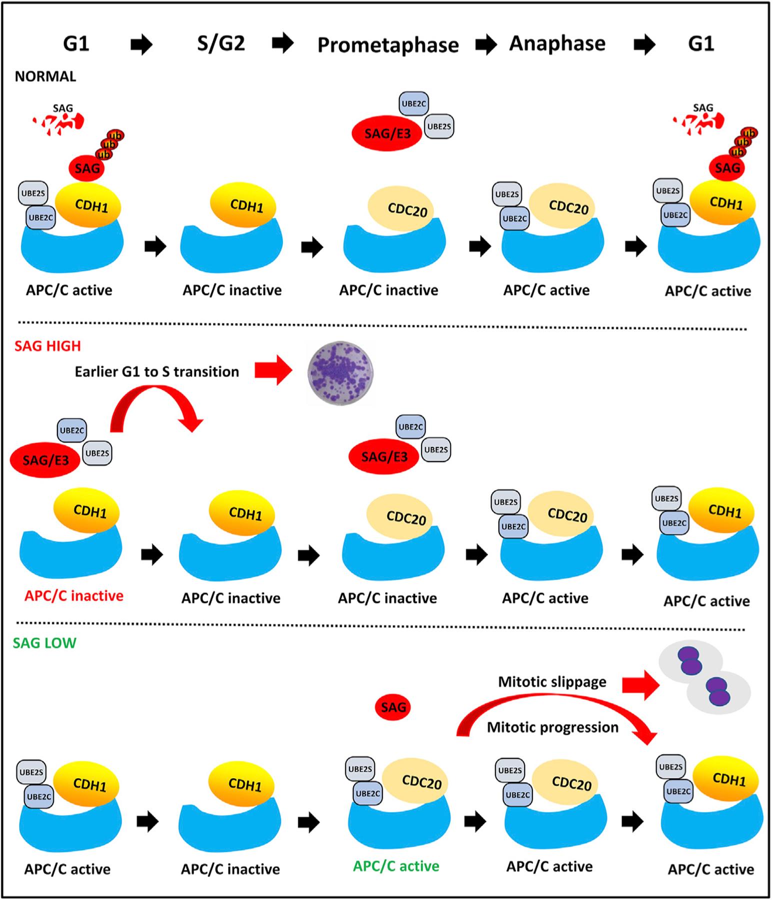 https://cdn.ncbi.nlm.nih.gov/pmc/blobs/8fcb/7505520/070fe132e3f9/nihms-1627853-f0008.jpg