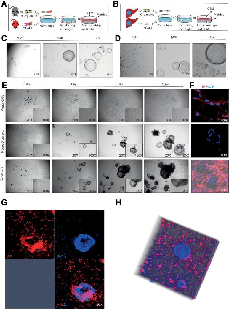 https://cdn.ncbi.nlm.nih.gov/pmc/blobs/8fce/7788239/a17e2b835952/gr4.jpg