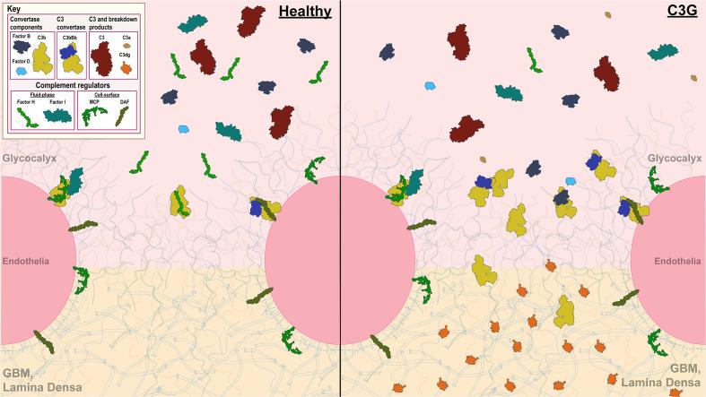 https://cdn.ncbi.nlm.nih.gov/pmc/blobs/8fce/9947773/87ca0337ec53/fimmu-13-1073802-g001.jpg