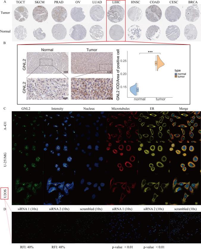 https://cdn.ncbi.nlm.nih.gov/pmc/blobs/8fcf/11576720/387d3e1a0dc1/12672_2024_1516_Fig2_HTML.jpg