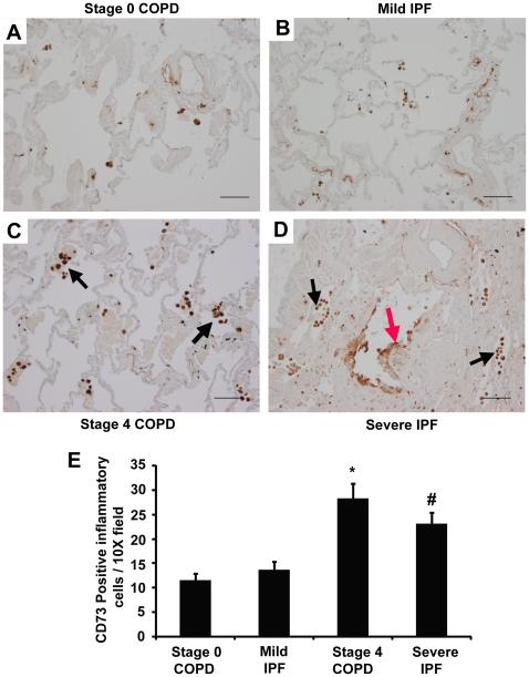 https://cdn.ncbi.nlm.nih.gov/pmc/blobs/8fd1/2821921/053724f2e29a/pone.0009224.g005.jpg