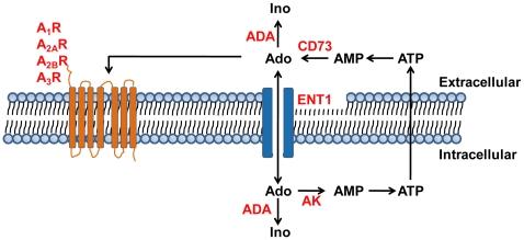 https://cdn.ncbi.nlm.nih.gov/pmc/blobs/8fd1/2821921/d45f989132f0/pone.0009224.g001.jpg