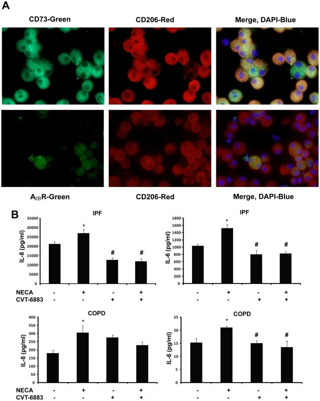 https://cdn.ncbi.nlm.nih.gov/pmc/blobs/8fd1/2821921/dc4607208551/pone.0009224.g010.jpg
