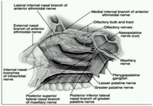 https://cdn.ncbi.nlm.nih.gov/pmc/blobs/8fd1/2900072/4f36c5456329/IJA-53-641-g002.jpg