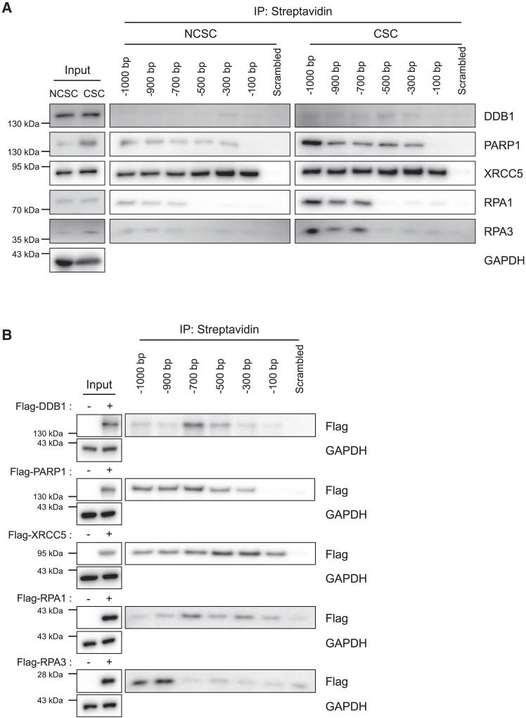 https://cdn.ncbi.nlm.nih.gov/pmc/blobs/8fd3/11995042/018557799aa8/gr4.jpg