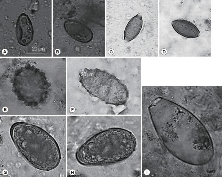 https://cdn.ncbi.nlm.nih.gov/pmc/blobs/8fd3/5523905/b1a948516e4f/kjp-55-3-357f3.jpg