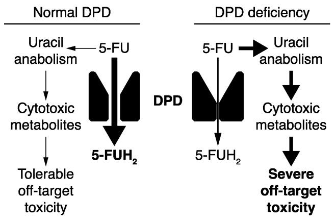 https://cdn.ncbi.nlm.nih.gov/pmc/blobs/8fd6/9264755/8f4284a315dd/cancers-14-03207-g001.jpg