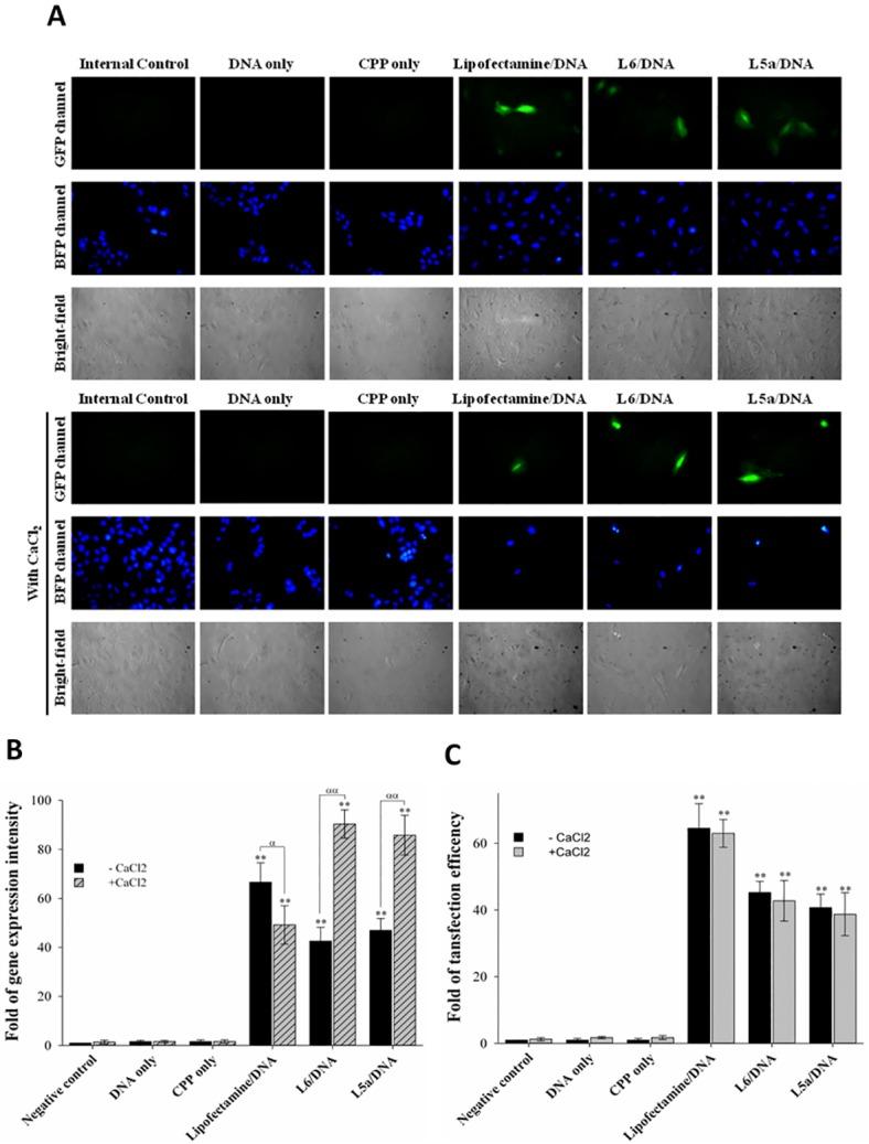 https://cdn.ncbi.nlm.nih.gov/pmc/blobs/8fd7/4778846/13bf35b4d151/pone.0150439.g006.jpg